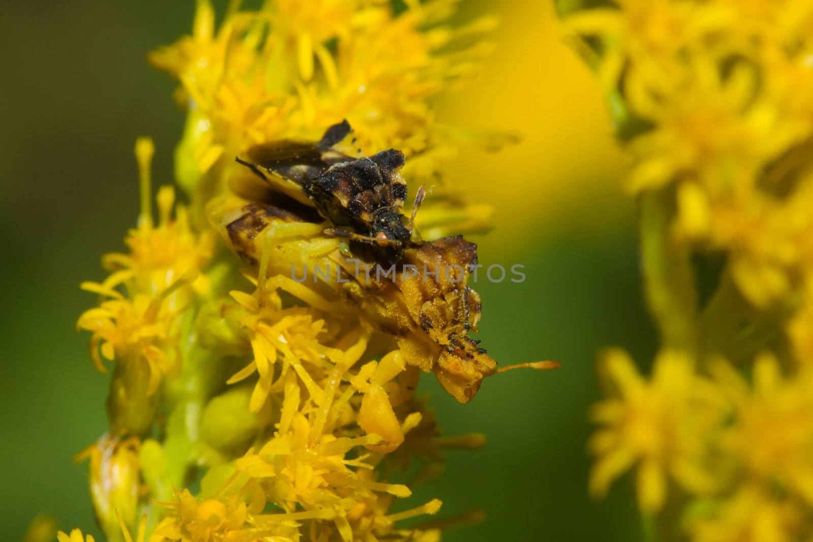 A pair of Ambush bugs (Phymata erosa) mating in goldenrod flowers.