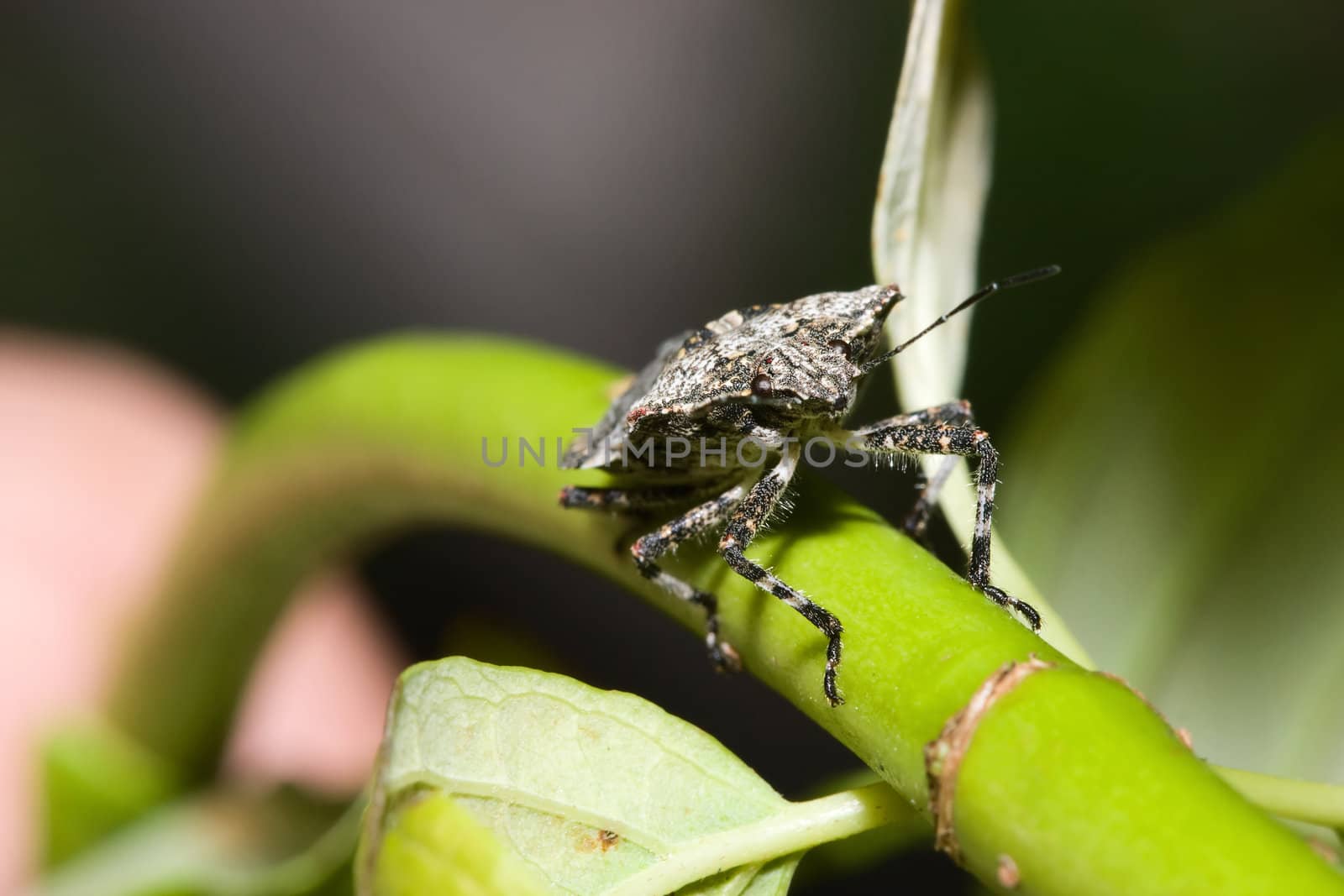 Shield bugs, also known as stink bugs, walking on a plant.