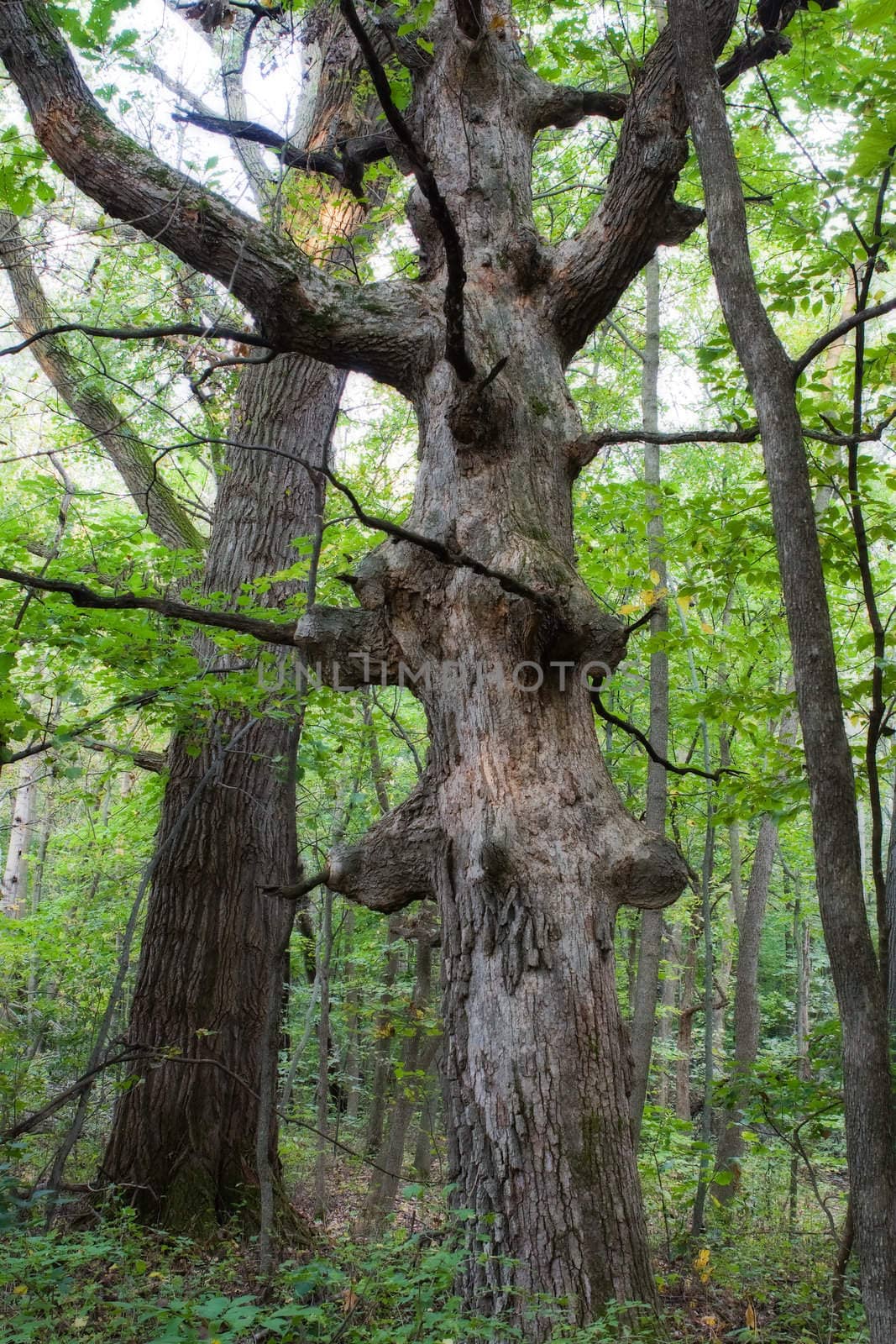 A very old knobby tree shows it's age and leans to the left.