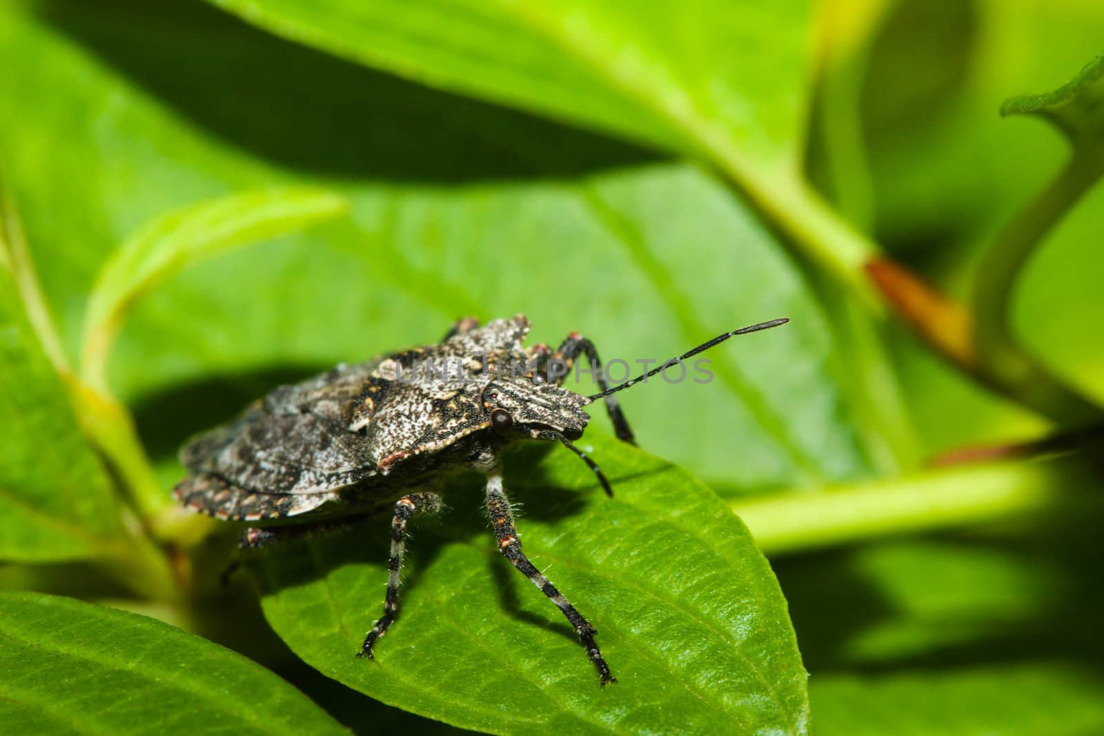 Shield bug (Hemiptera, suborder Heteroptera) wallking on a plant leaf.