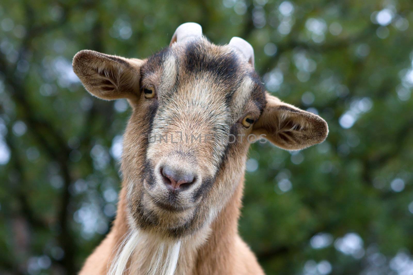Close up of a curious Billy Goat.