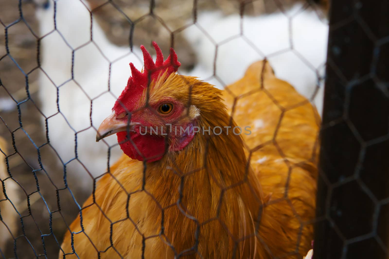 A closeup portrait of a hen staring with one eye.
