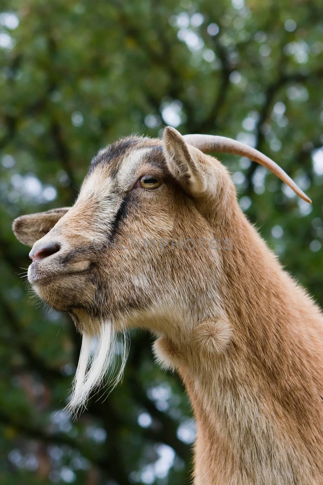 Side view Portrait of a horned Goat.