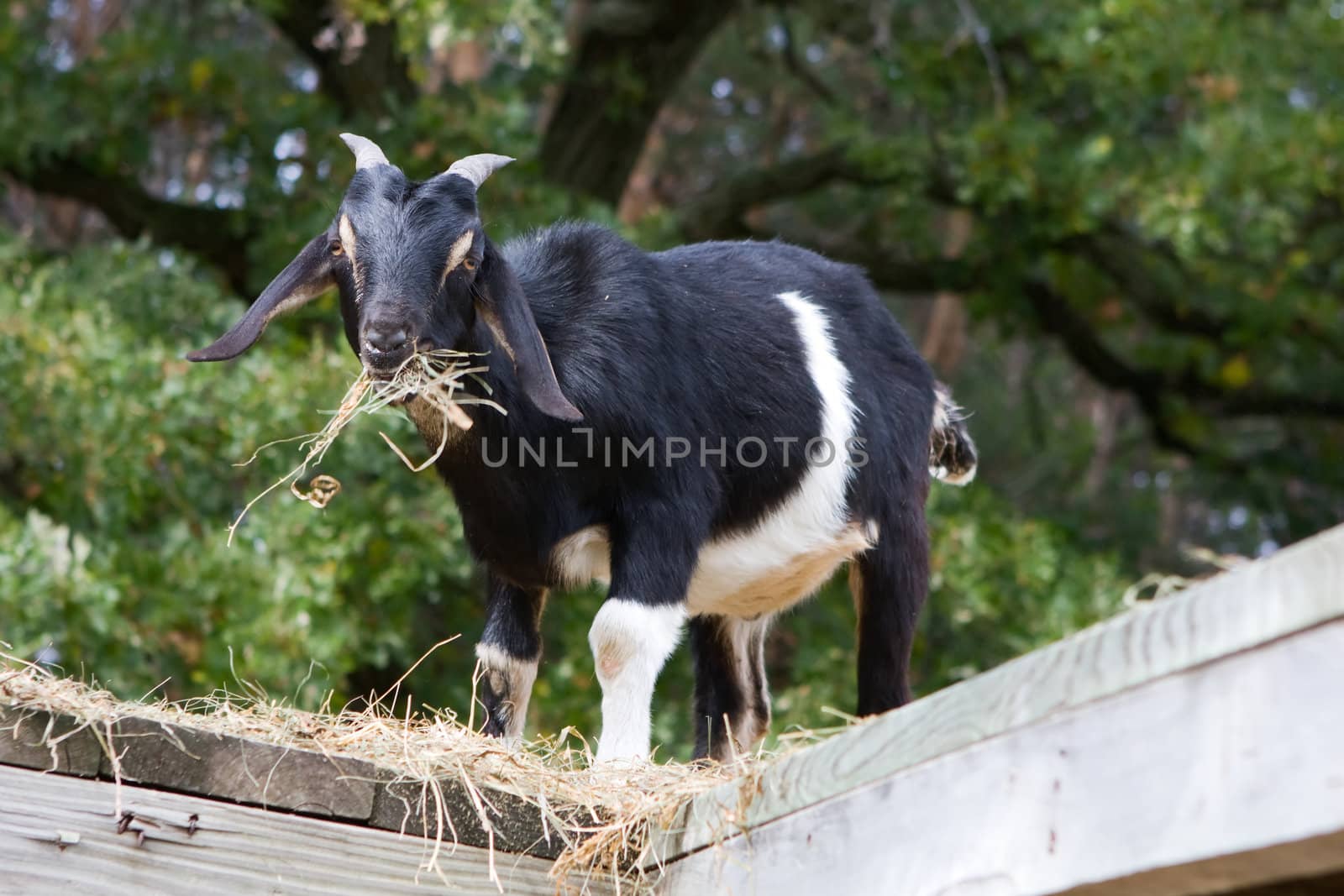 Black and White Goat standing on a loft eating.