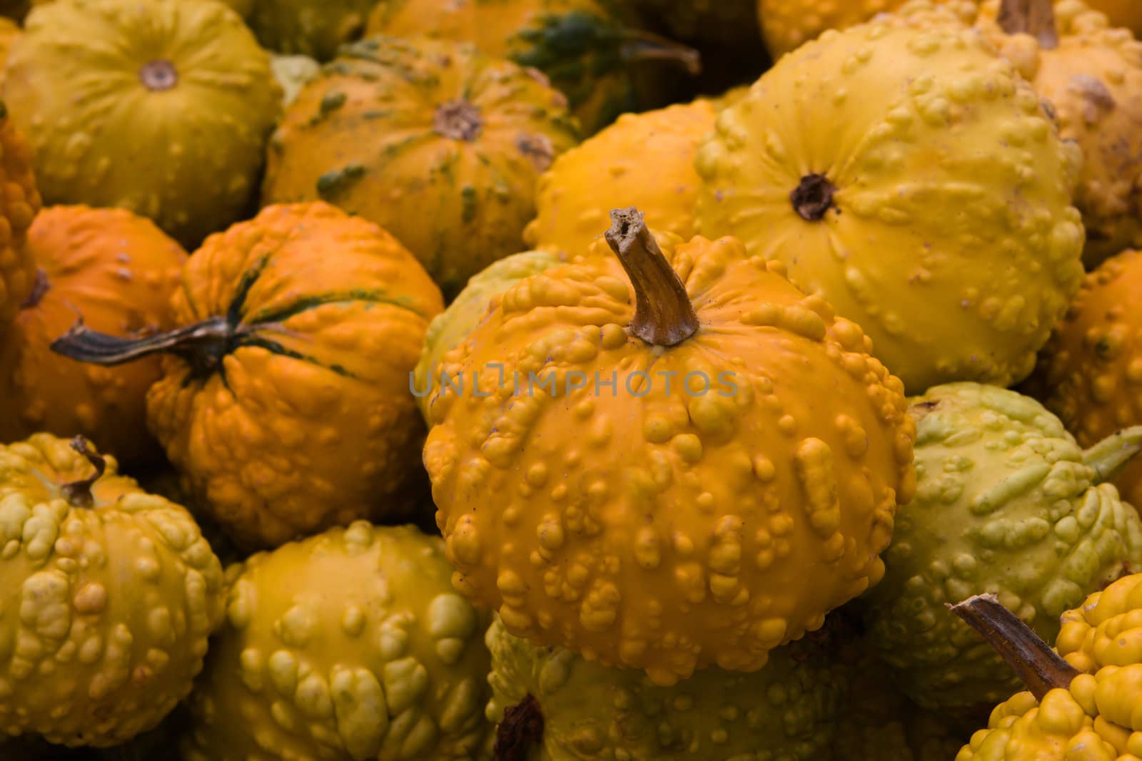 A pile of Gourds during the fall season.