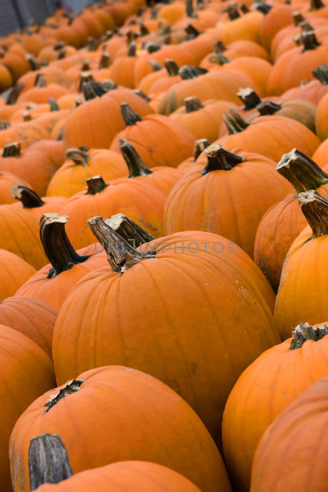 Pumpkins lines up during the Halloween holiday.