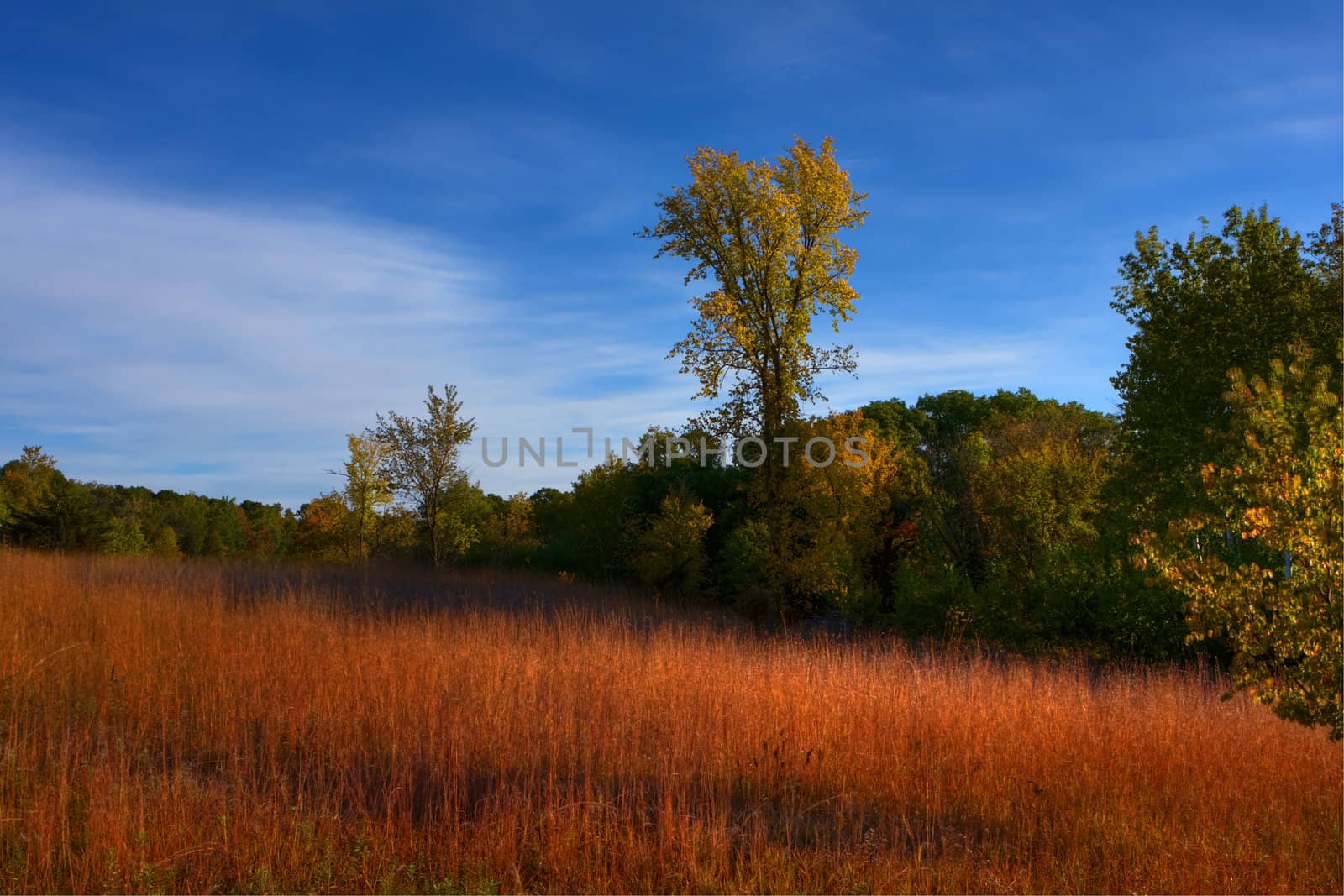 High Dynamic Range image of a forest lined meadow.