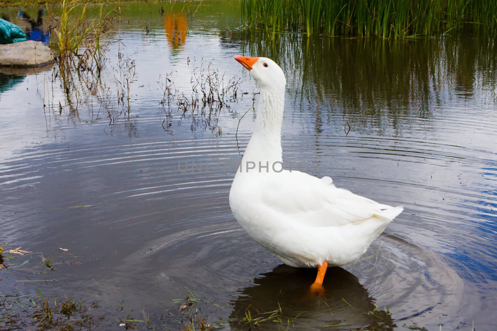 Domestic white goose playing in the water.