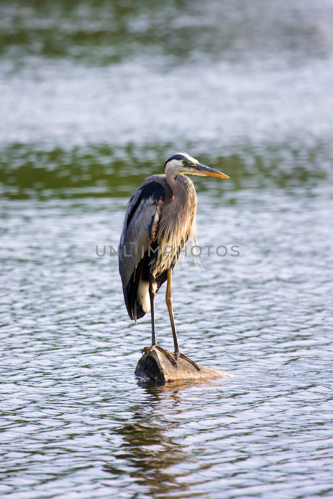 Great Blue Heron standing on a log in the water.