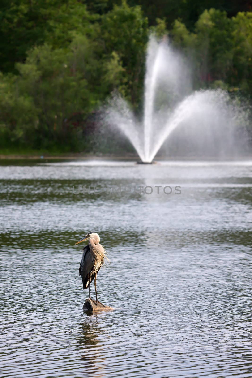 Great Blue Heron standing on a log in the water.