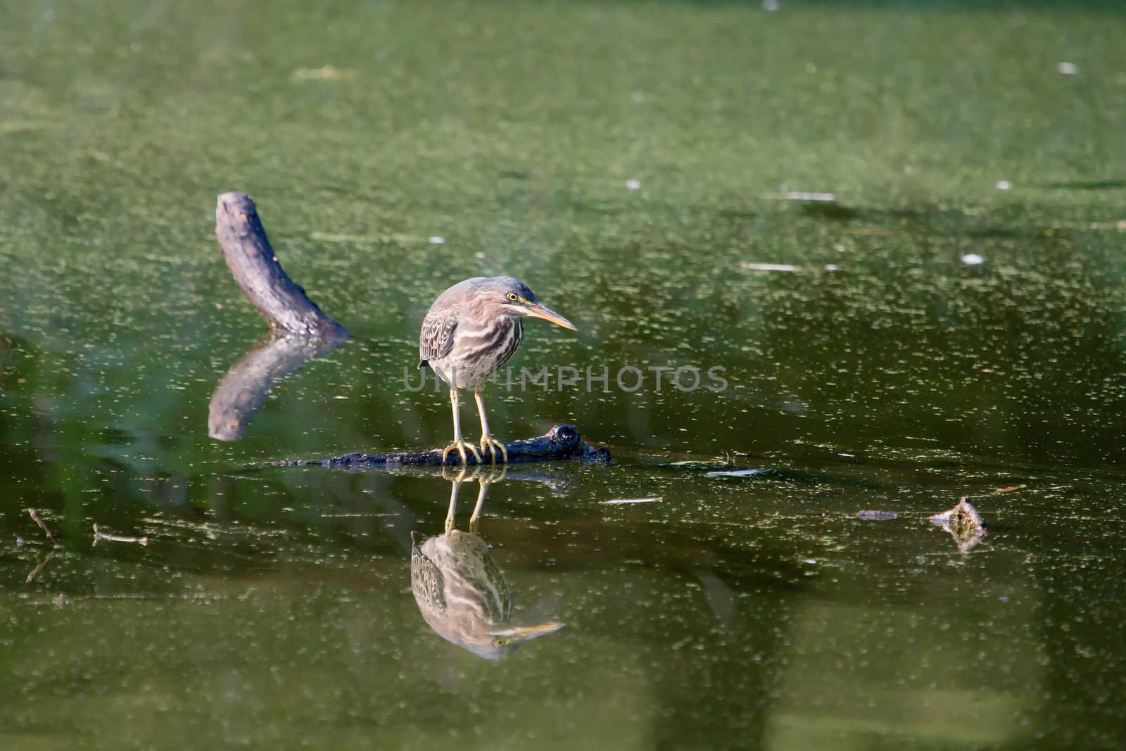 The Green Heron is a master at fishing. This one ate well while I was watching.