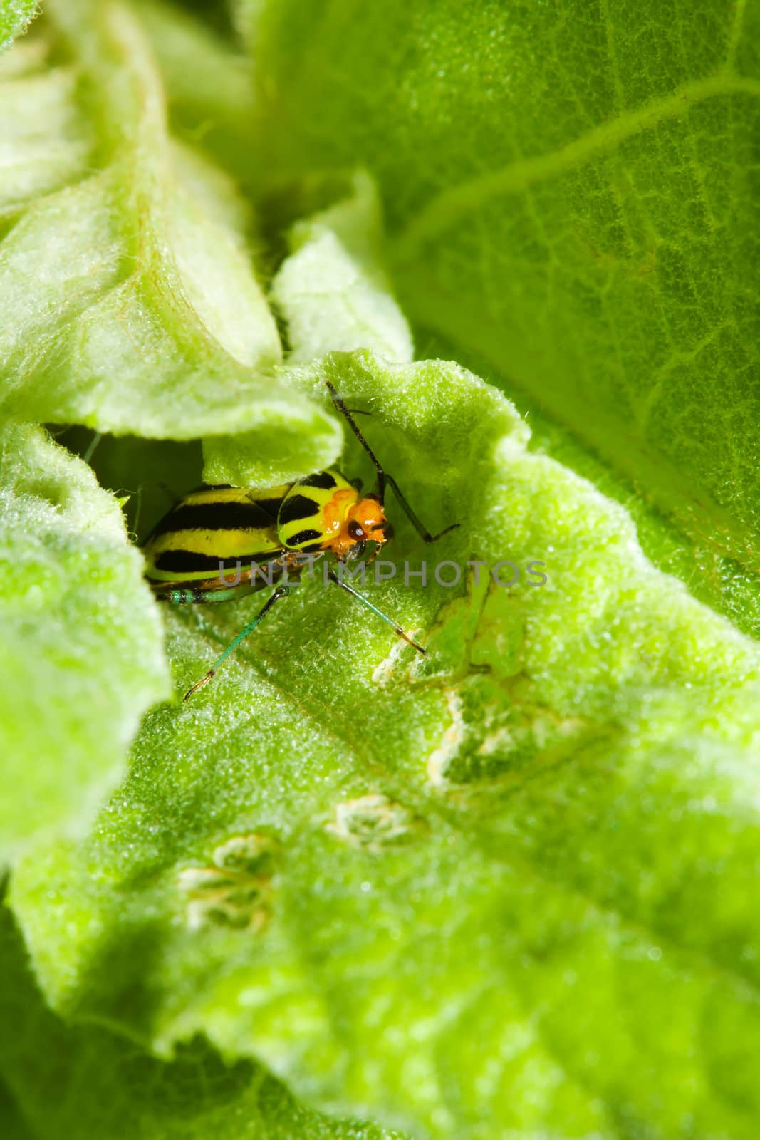 Four Lined Plant Bug hiding in a leaf.