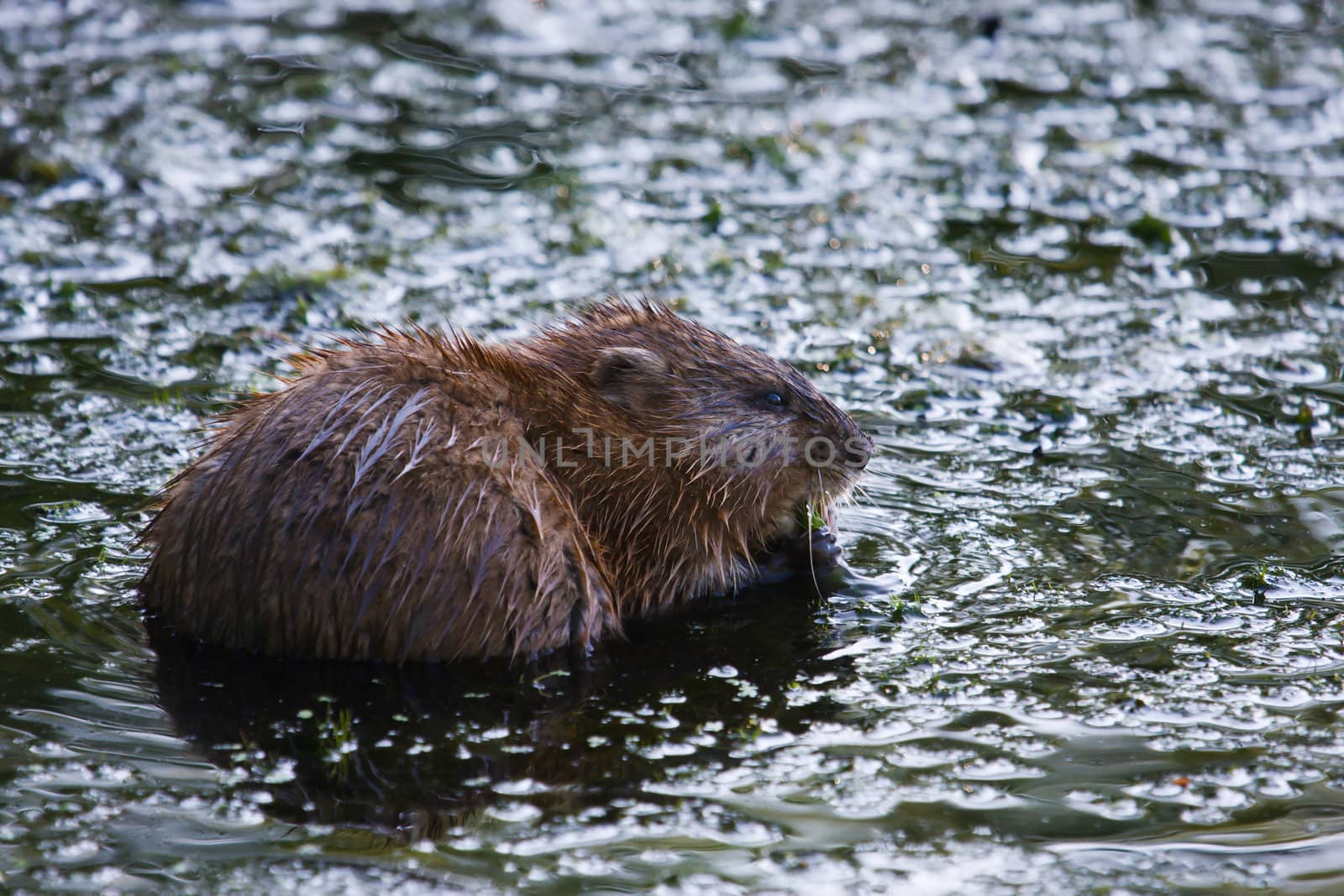 A beaver half submerged in water as he eat.