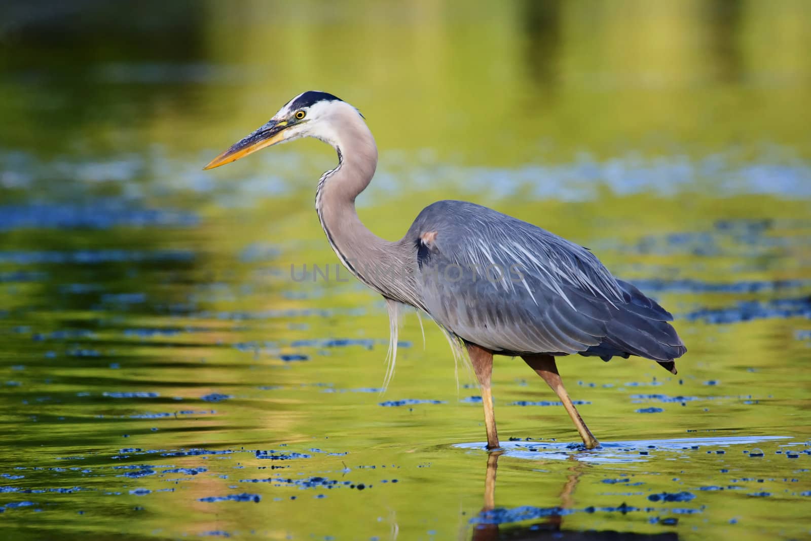 Great Blue Heron looking for it's next Meal.