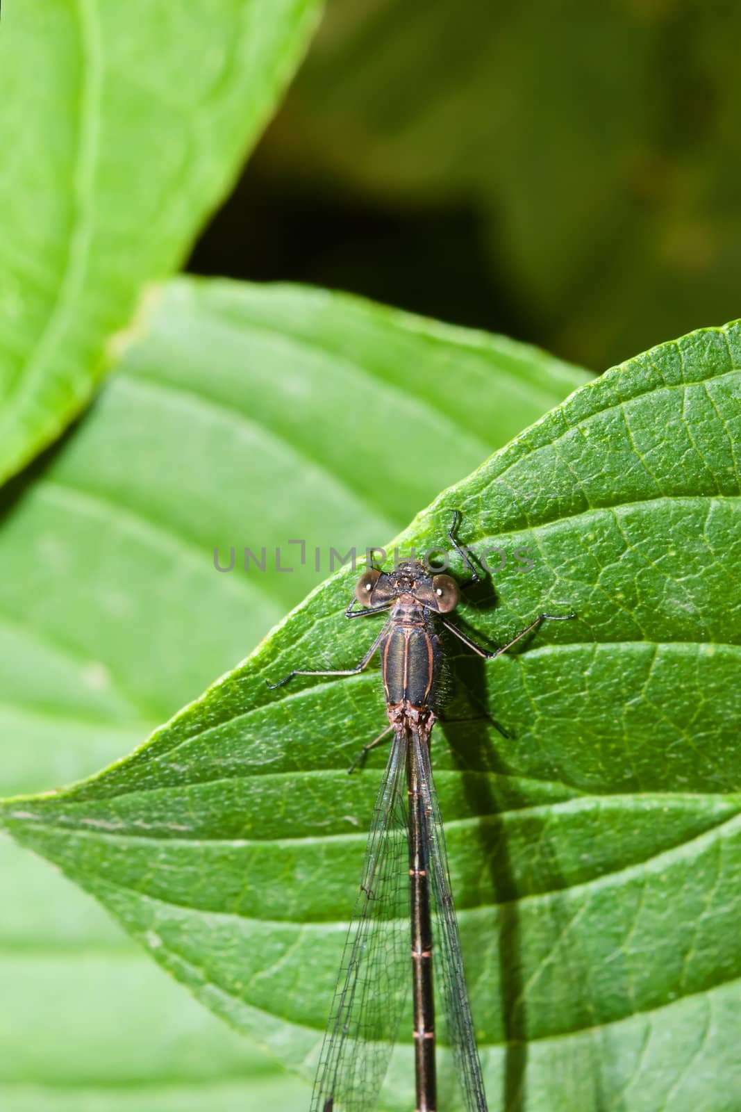 Female Common Blue Damselfly perched on a leaf.