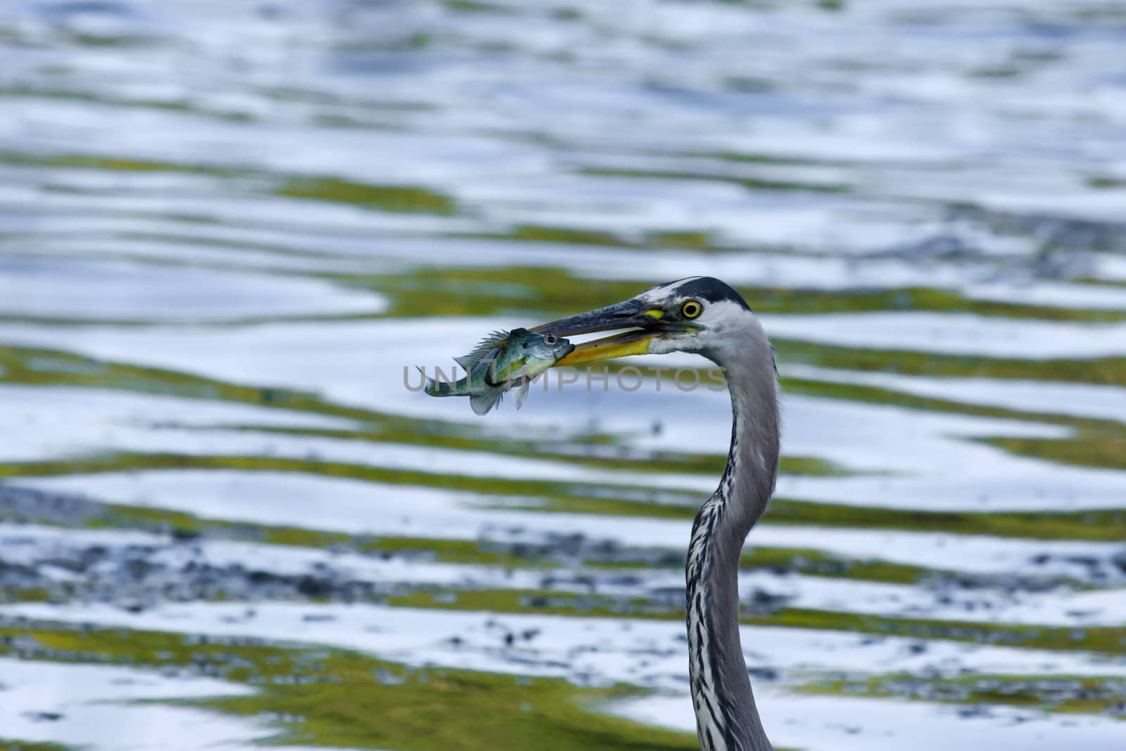 Great Blue Heron catches a Bluegill. by Coffee999
