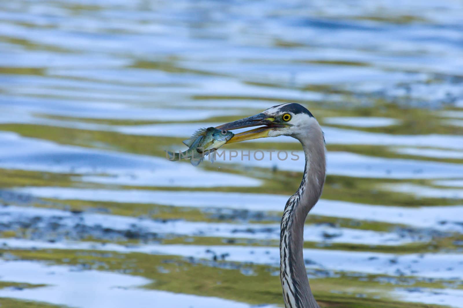 Great Blue Heron fishing by Coffee999