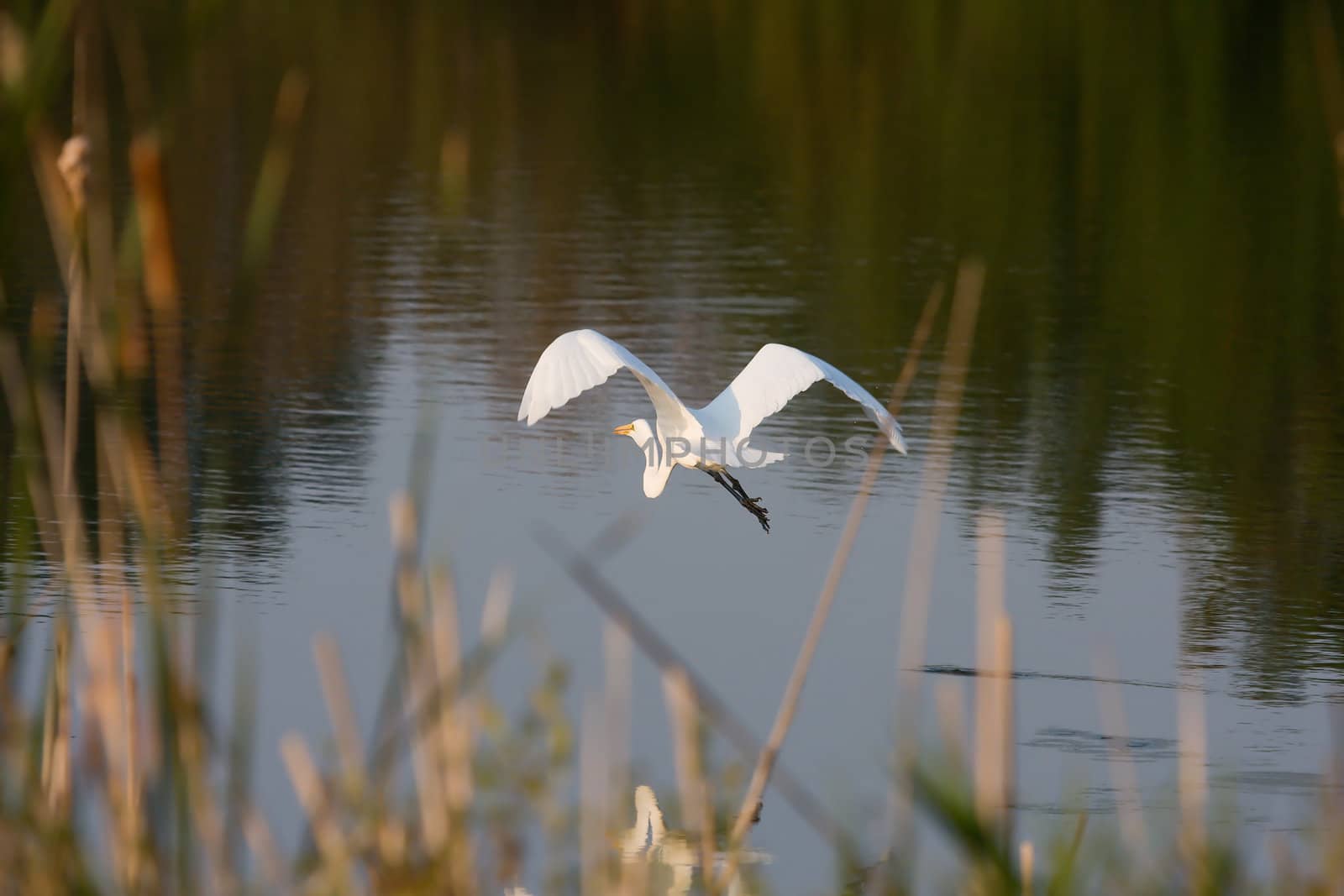 Great Egret flying to a new location.