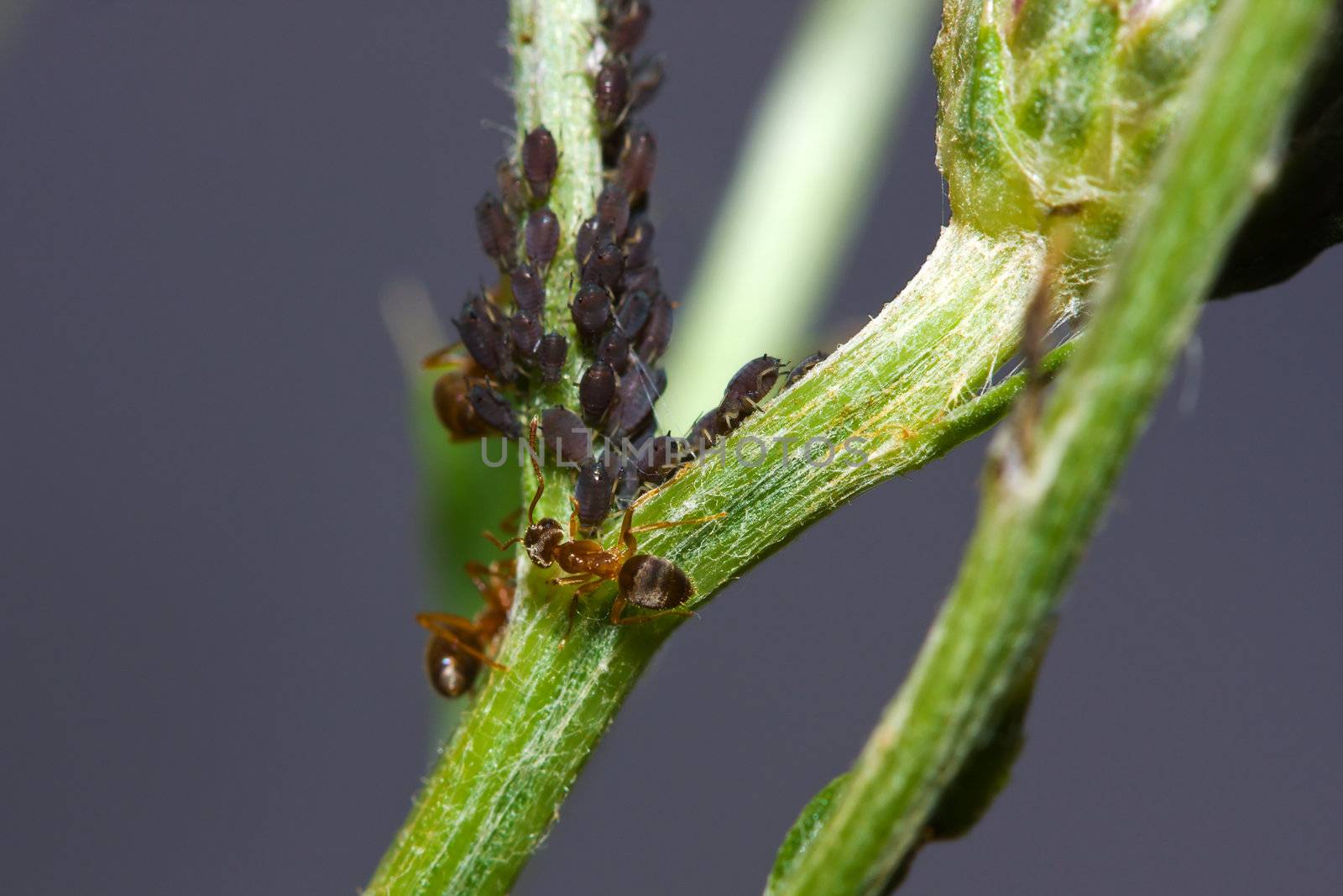 Bull Ant managing a goup of aphids by Coffee999