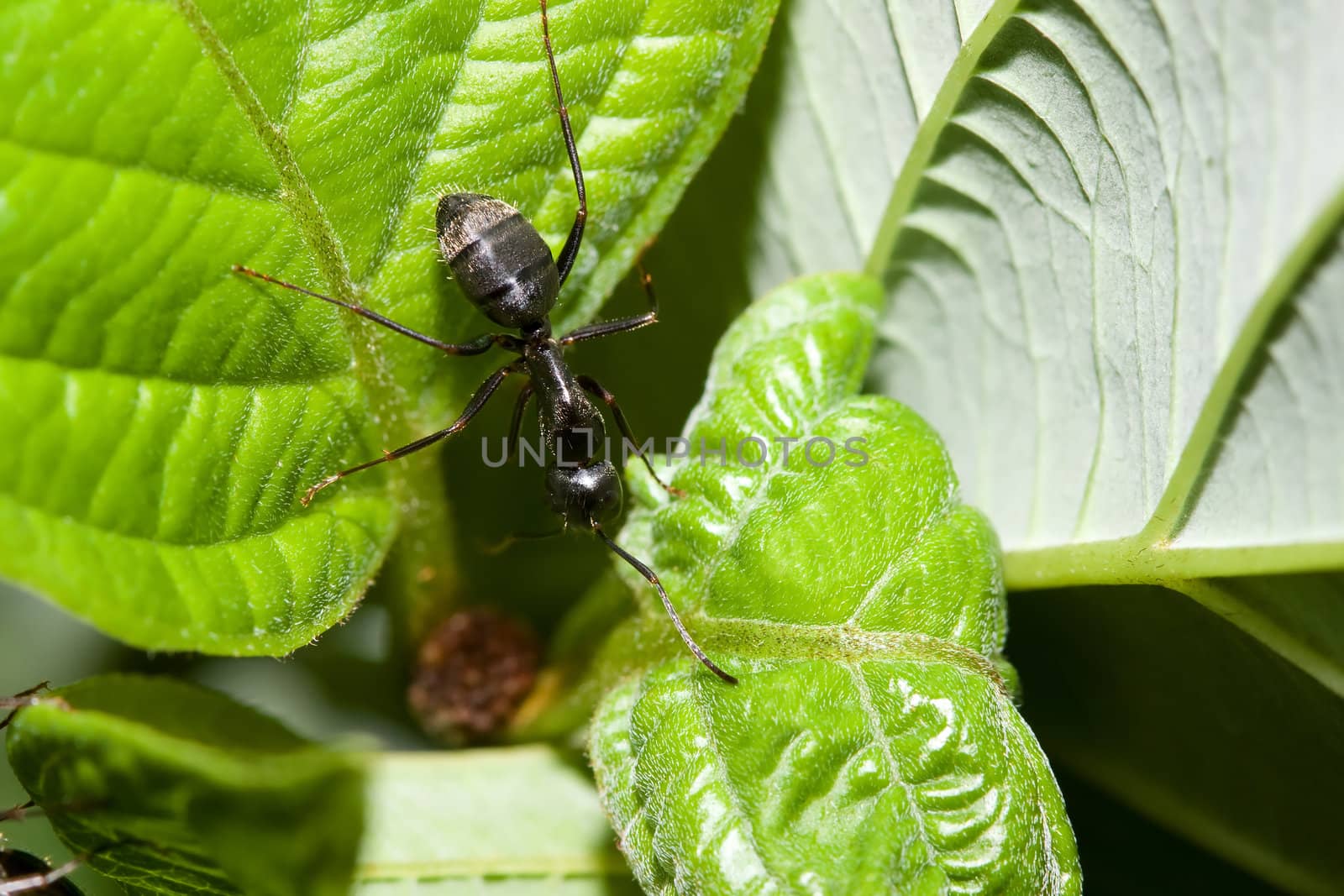 A Black Ant standing on a Leaf.
