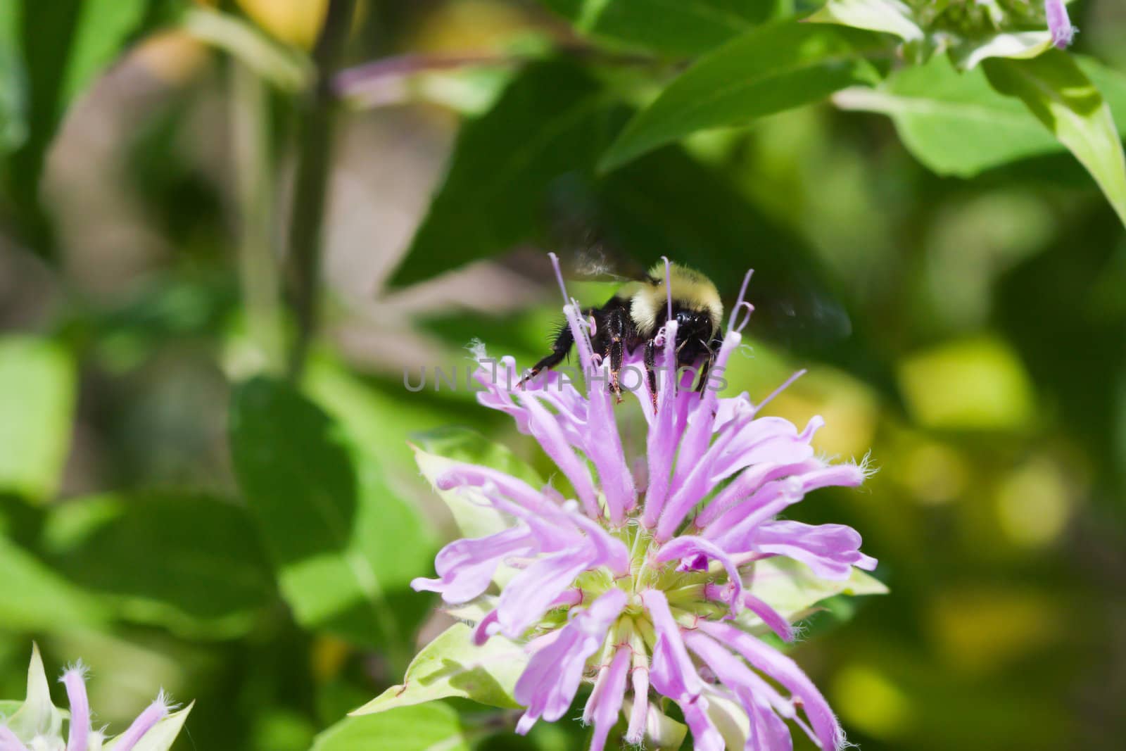 Golden Northern Bumblebee climbing on a yellow flower.