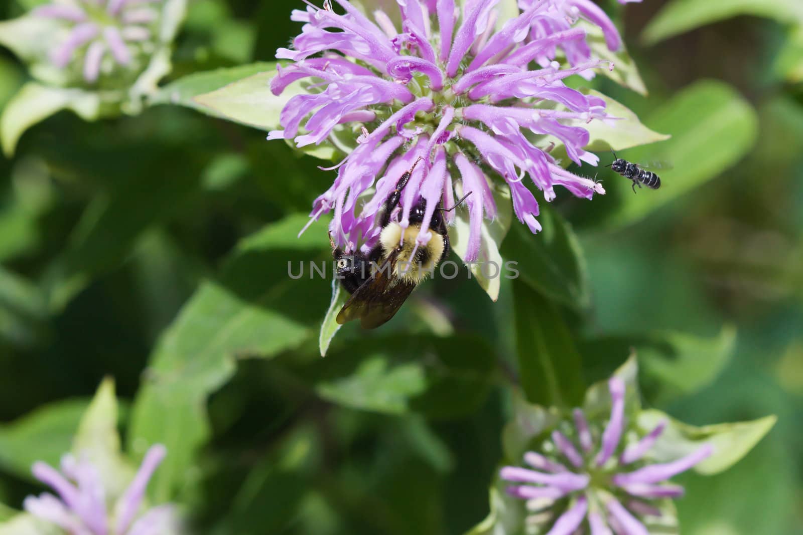 Golden Northern Bumblebee and a small bee fighting it out for position.