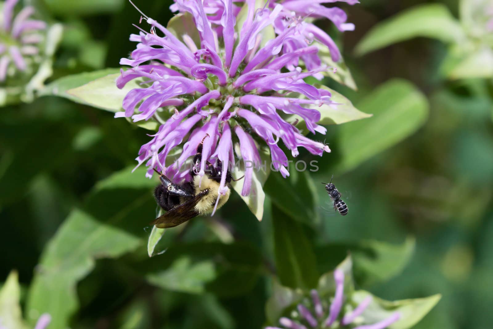 Golden Northern Bumblebee and a small bee fighting for a spot on a flower.