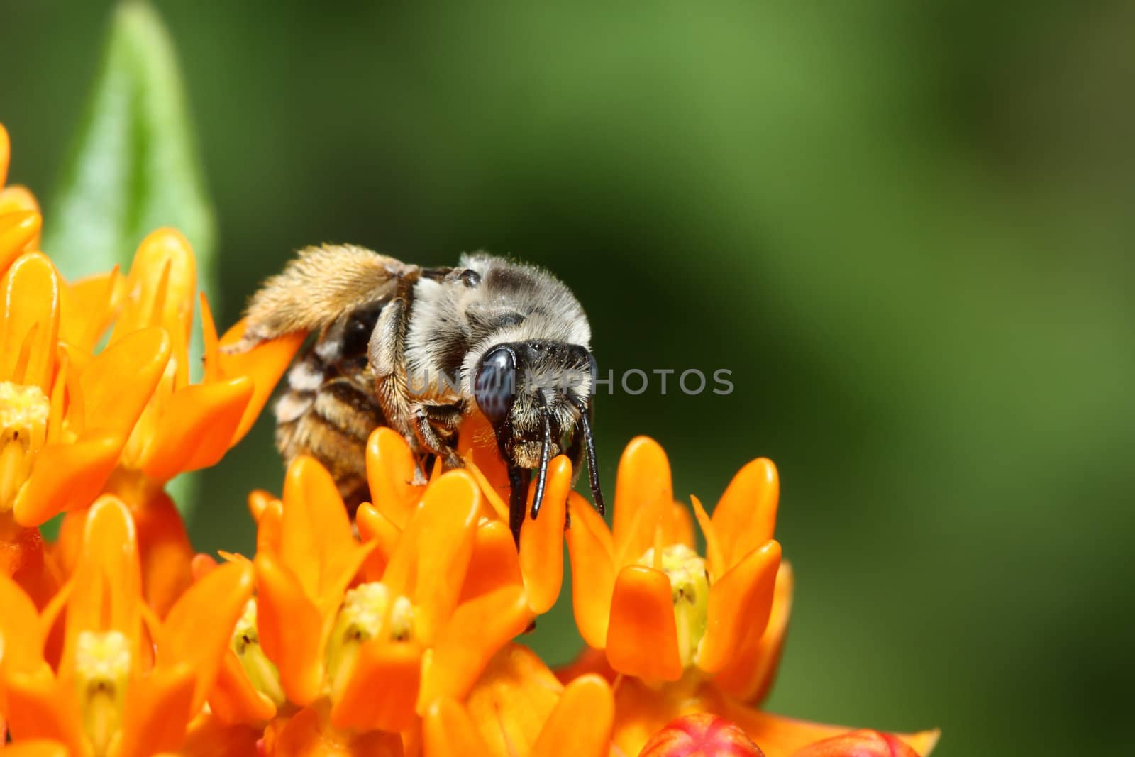 Golden Northern Bumblebee on a Flower by Coffee999