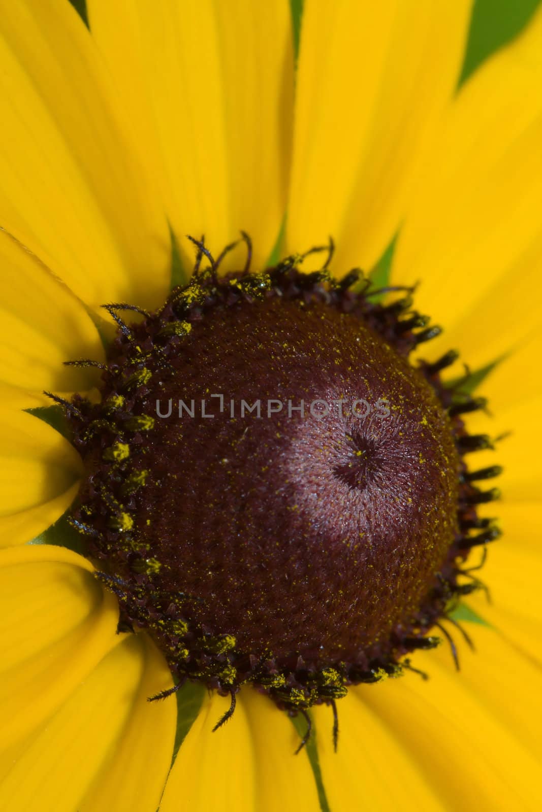 The center of a single black eyed susan in full bloom.