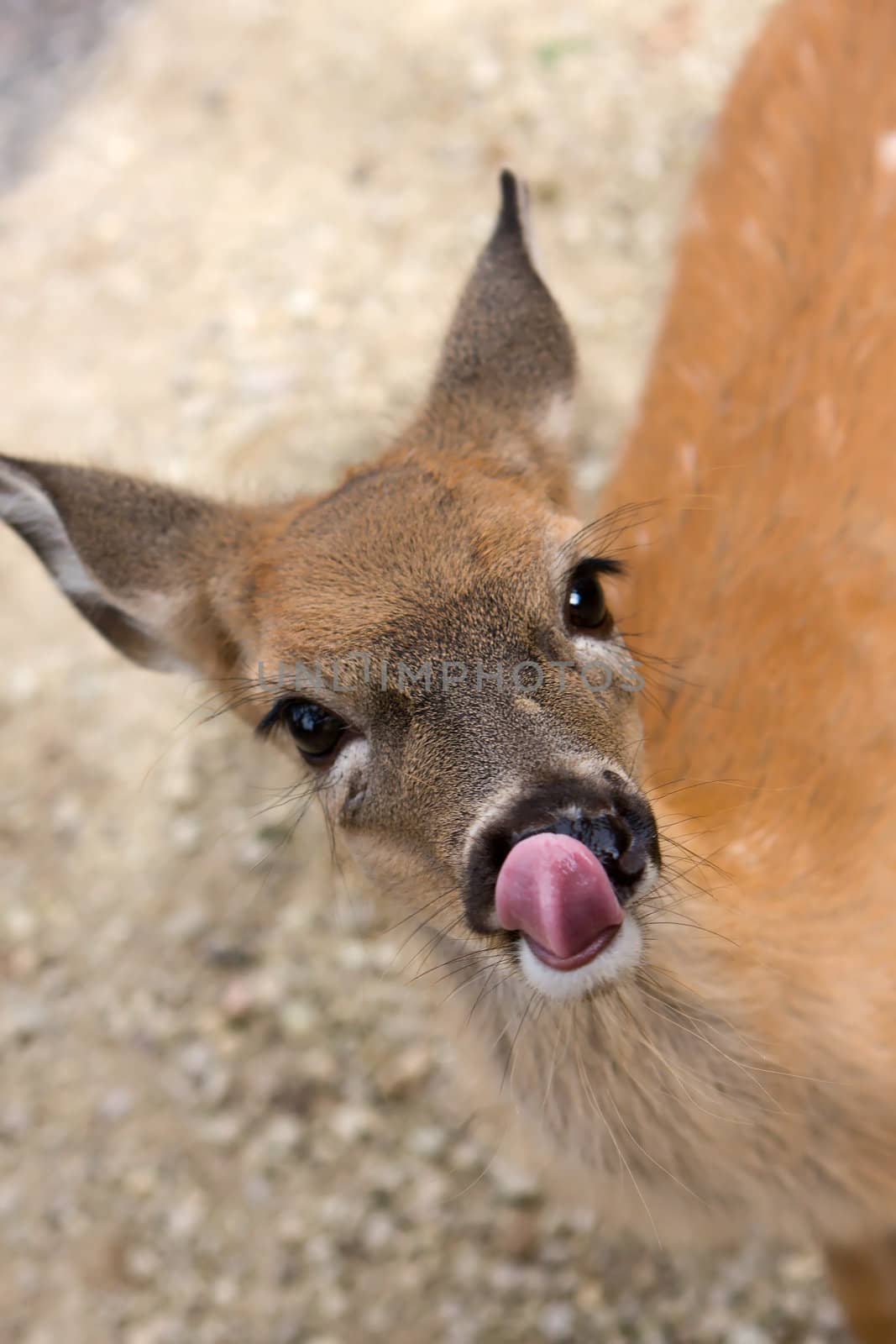 Small female deer licking it's lips and nose.