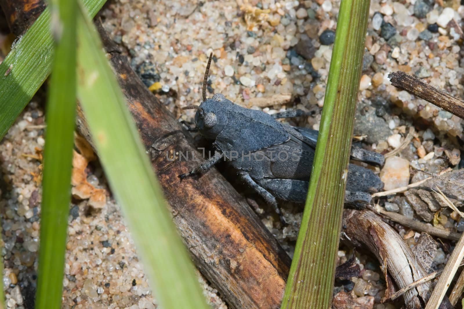 Large Blue Grasshopper standing on the ground.