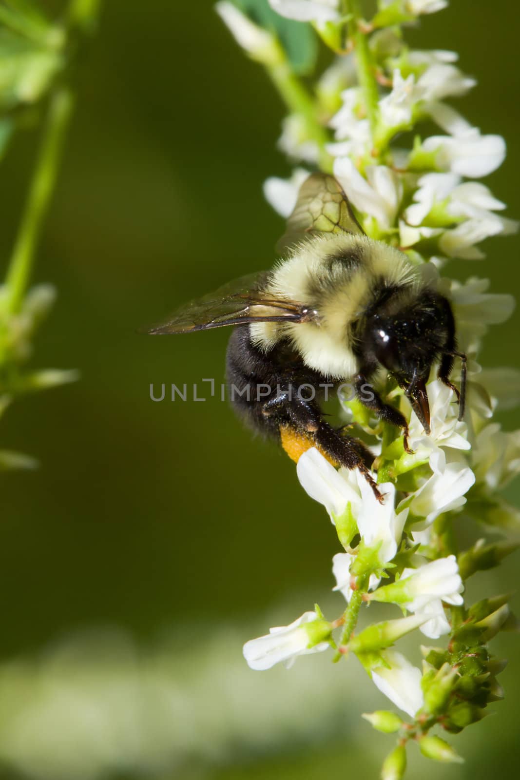 Golden Northern Bumblebee on a white flower.