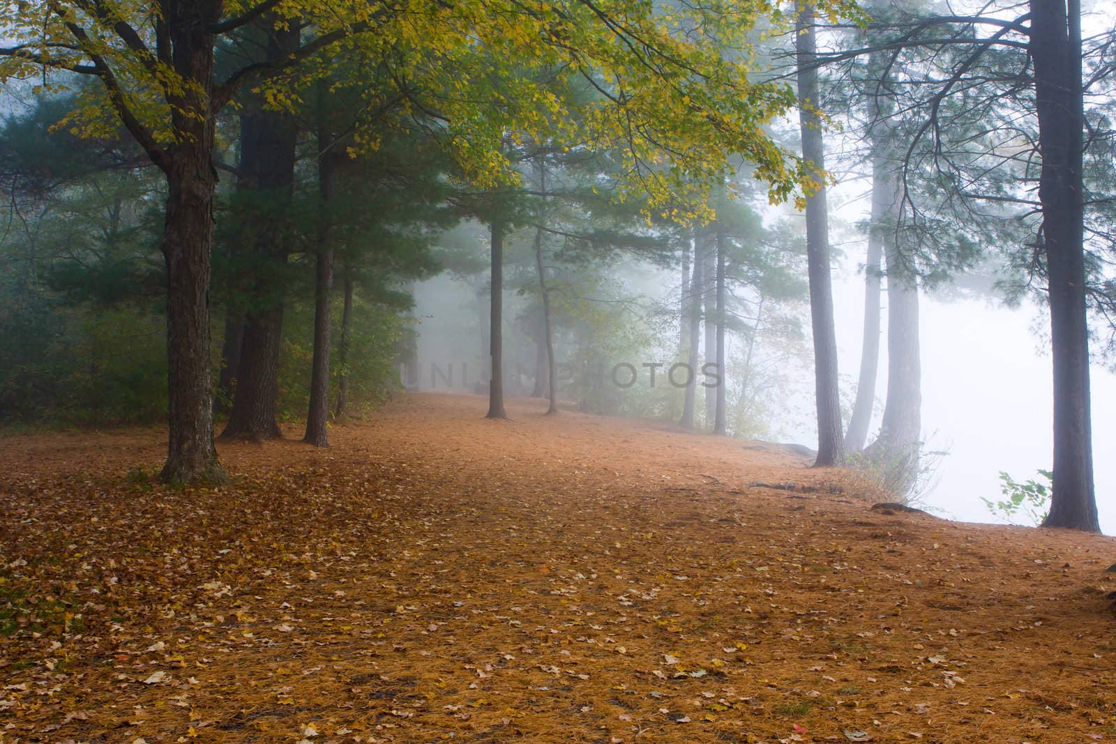 Fall Foliage at the Foggy River Bank.