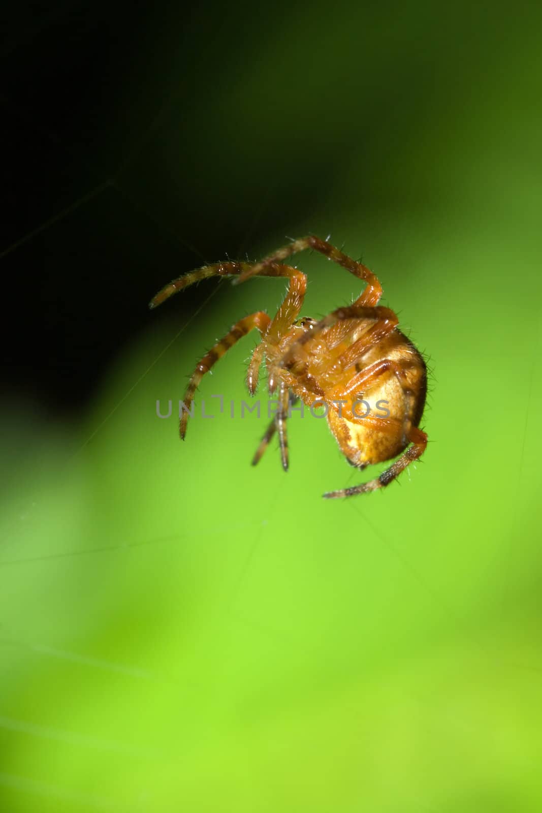 Female Cobweb Spider by Coffee999