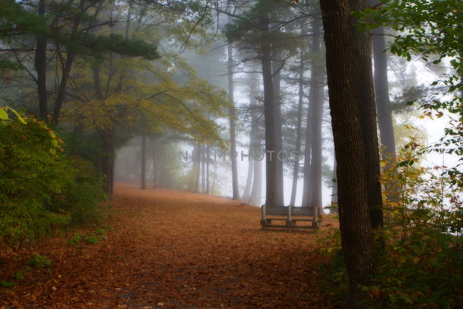 Bench in the Forest Foliage by Coffee999