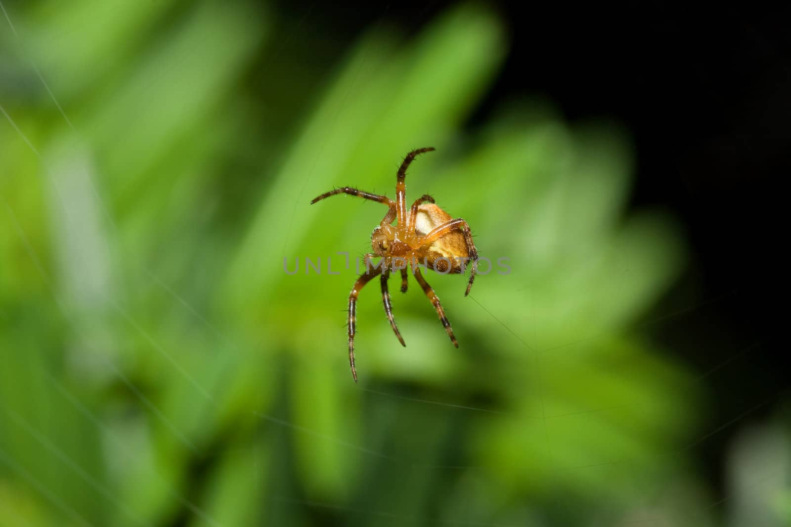 Female Cobweb Spider by Coffee999