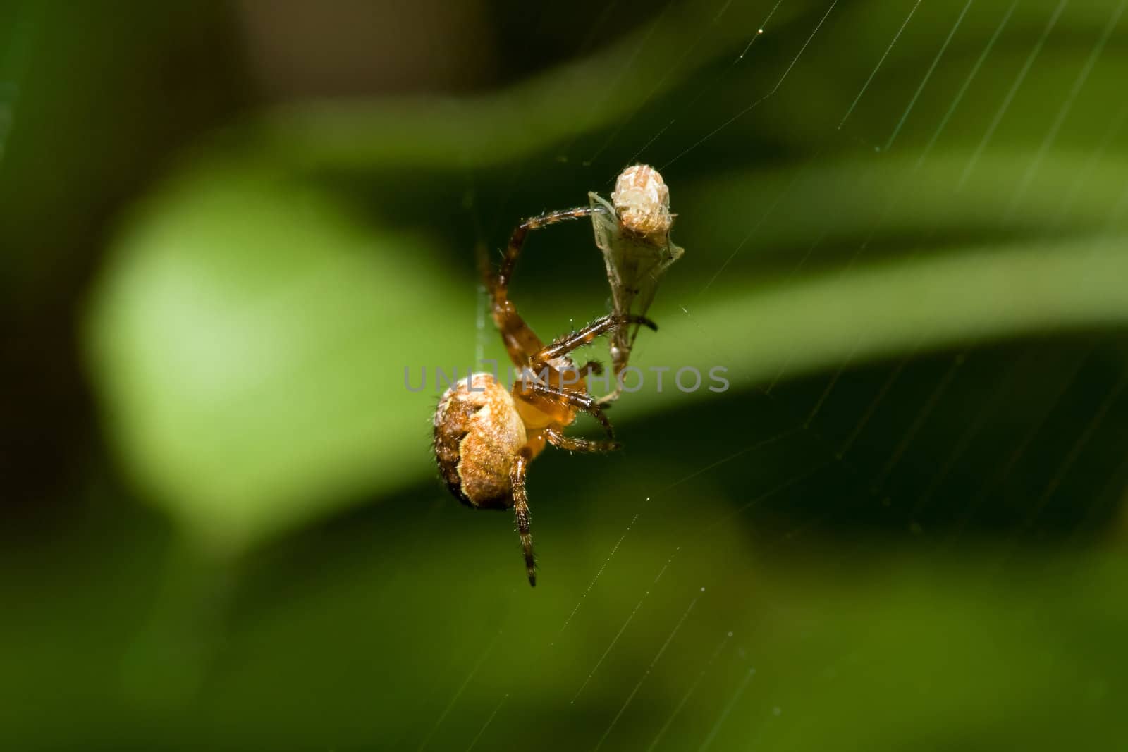 Female Cobweb Spider catching it's next meal.