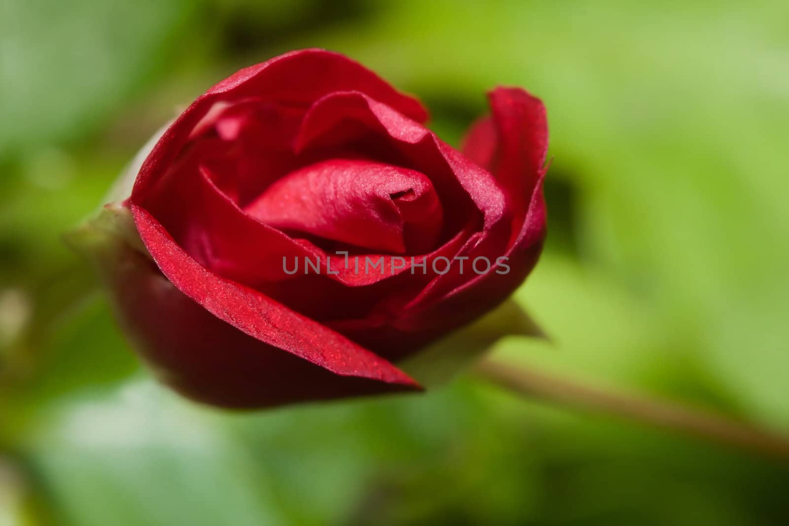 A Wild Red Rose trying to open up