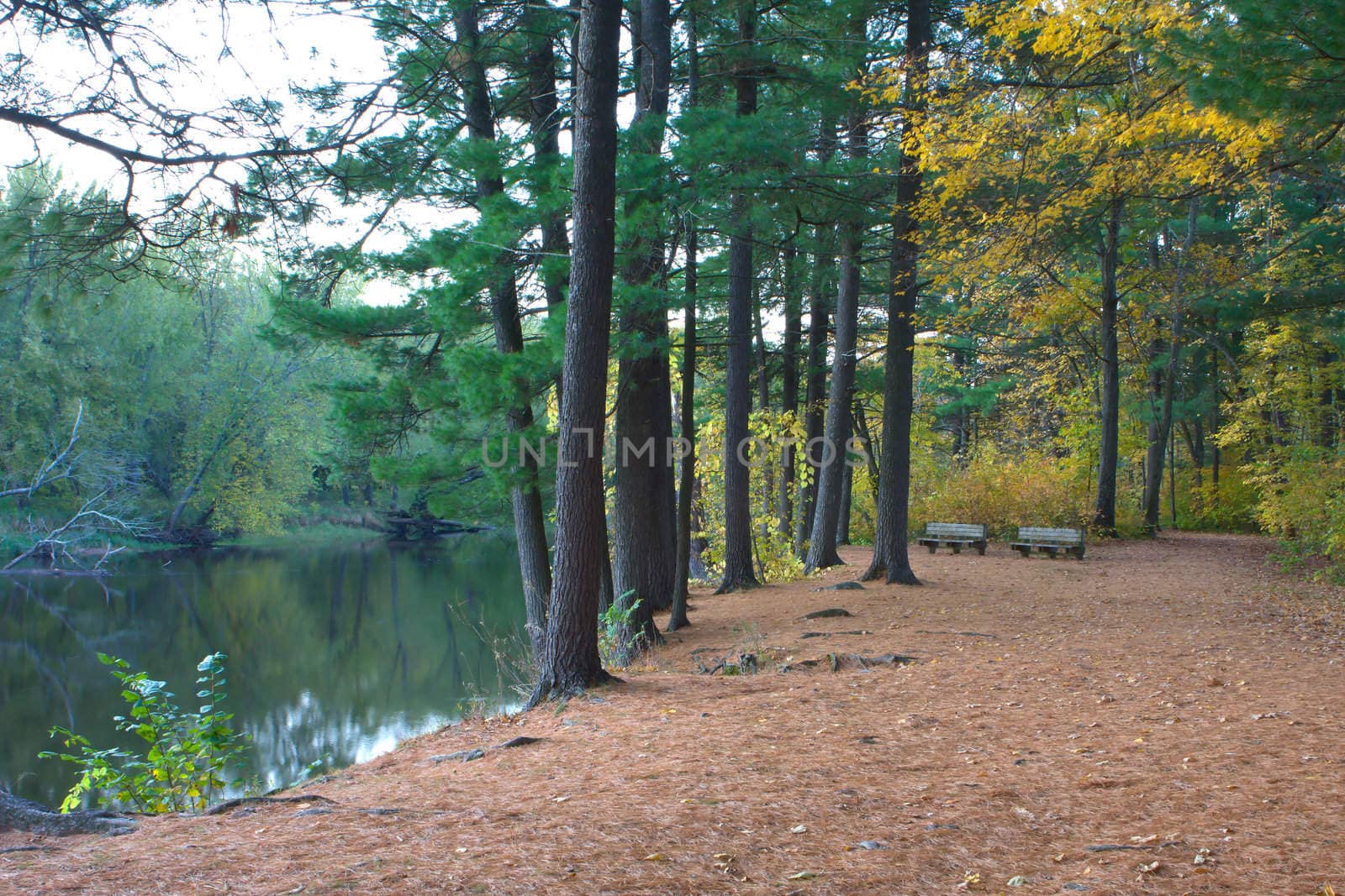 Fall colors at the edge of the river bank.