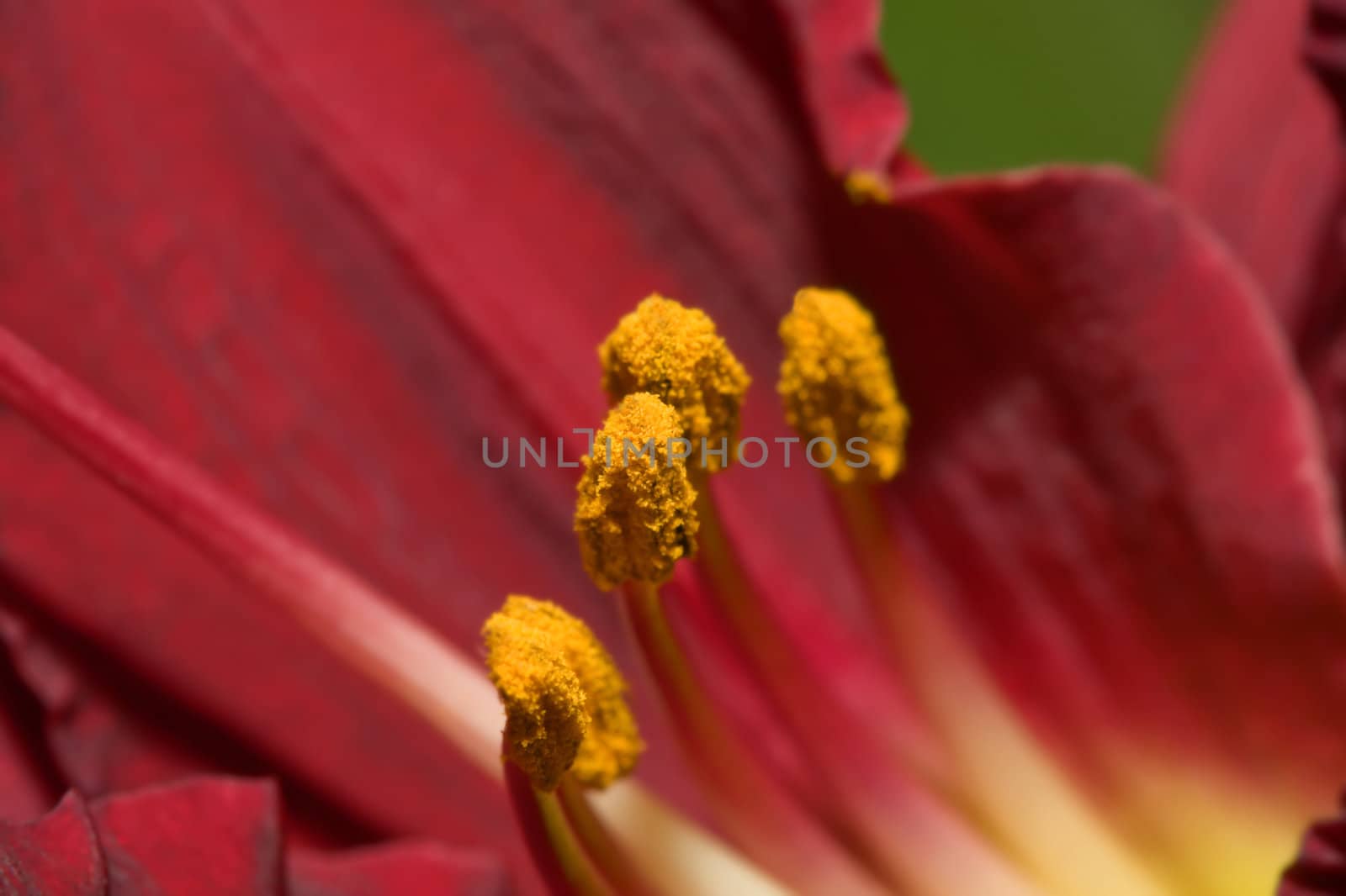 Day Lily (Hemerocallis), close up of the Stamens.