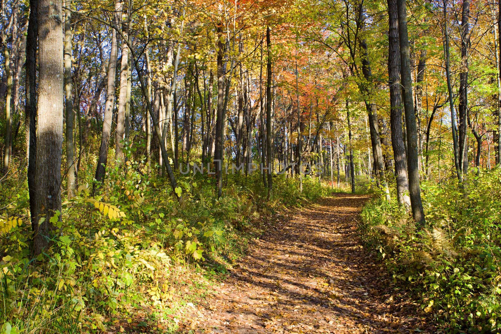 A walk down this path to see the great fall colors.
