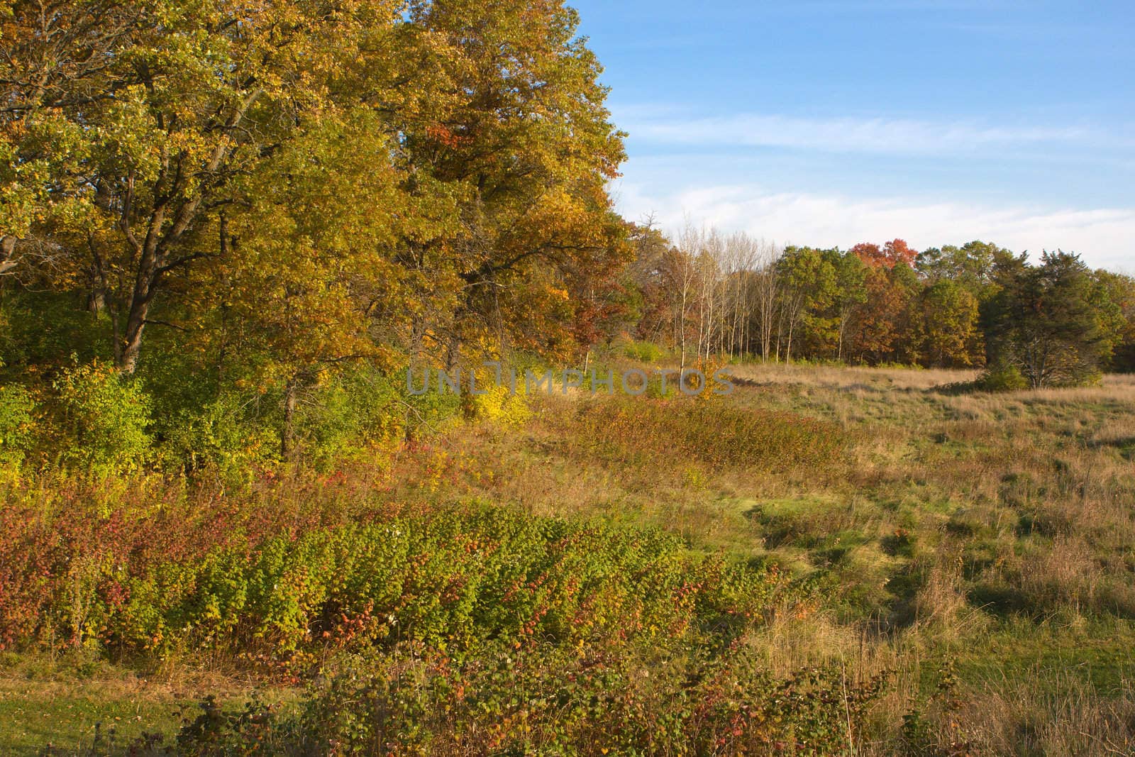 Colorful meadow and trees of autumn foliage.