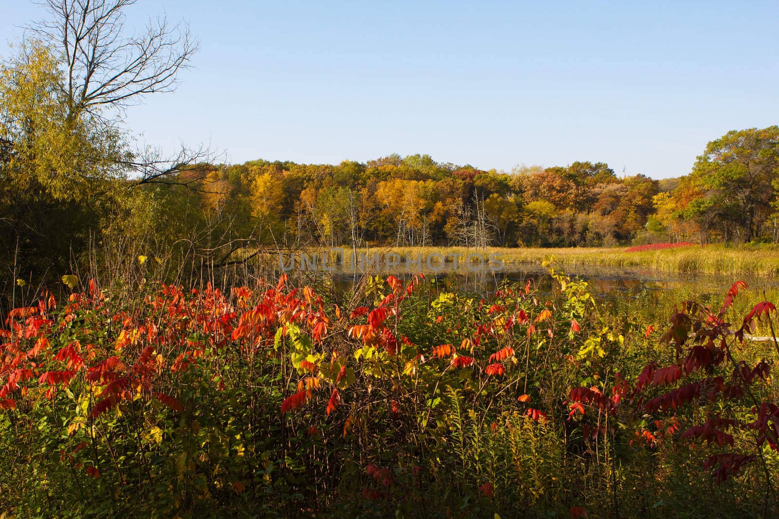 Colorful trees against a bright blue sky.