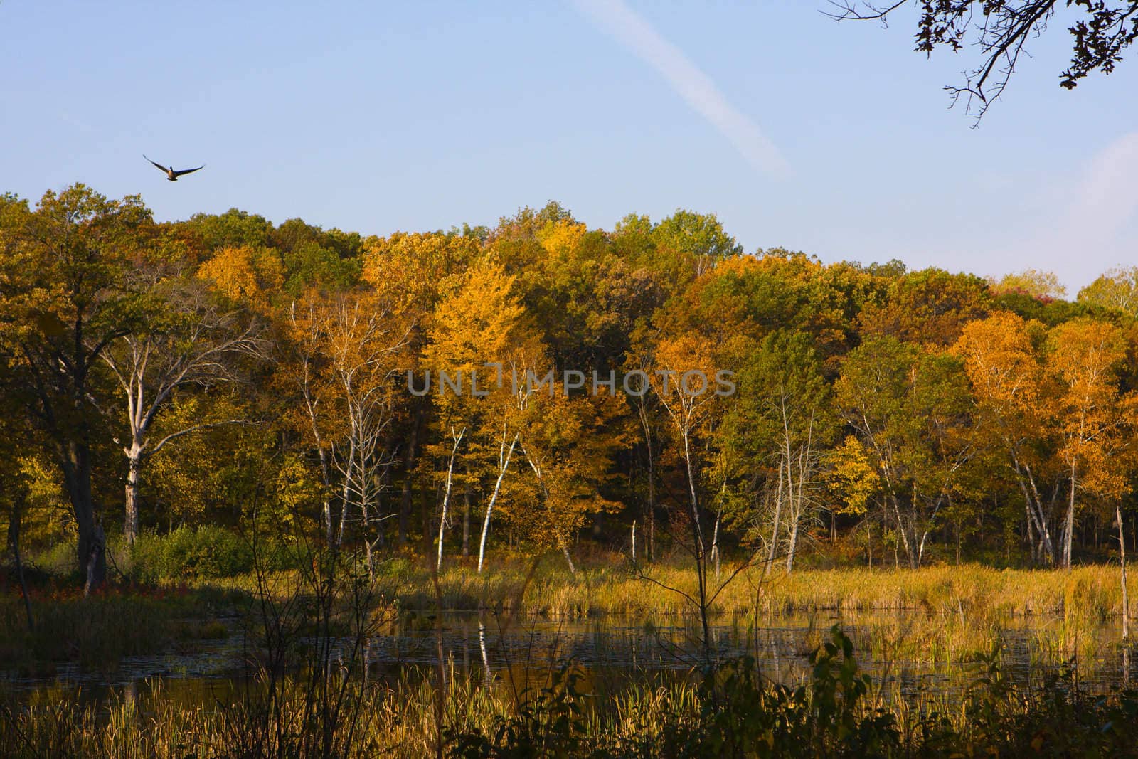 Autumn Landscape with earth tone colors.