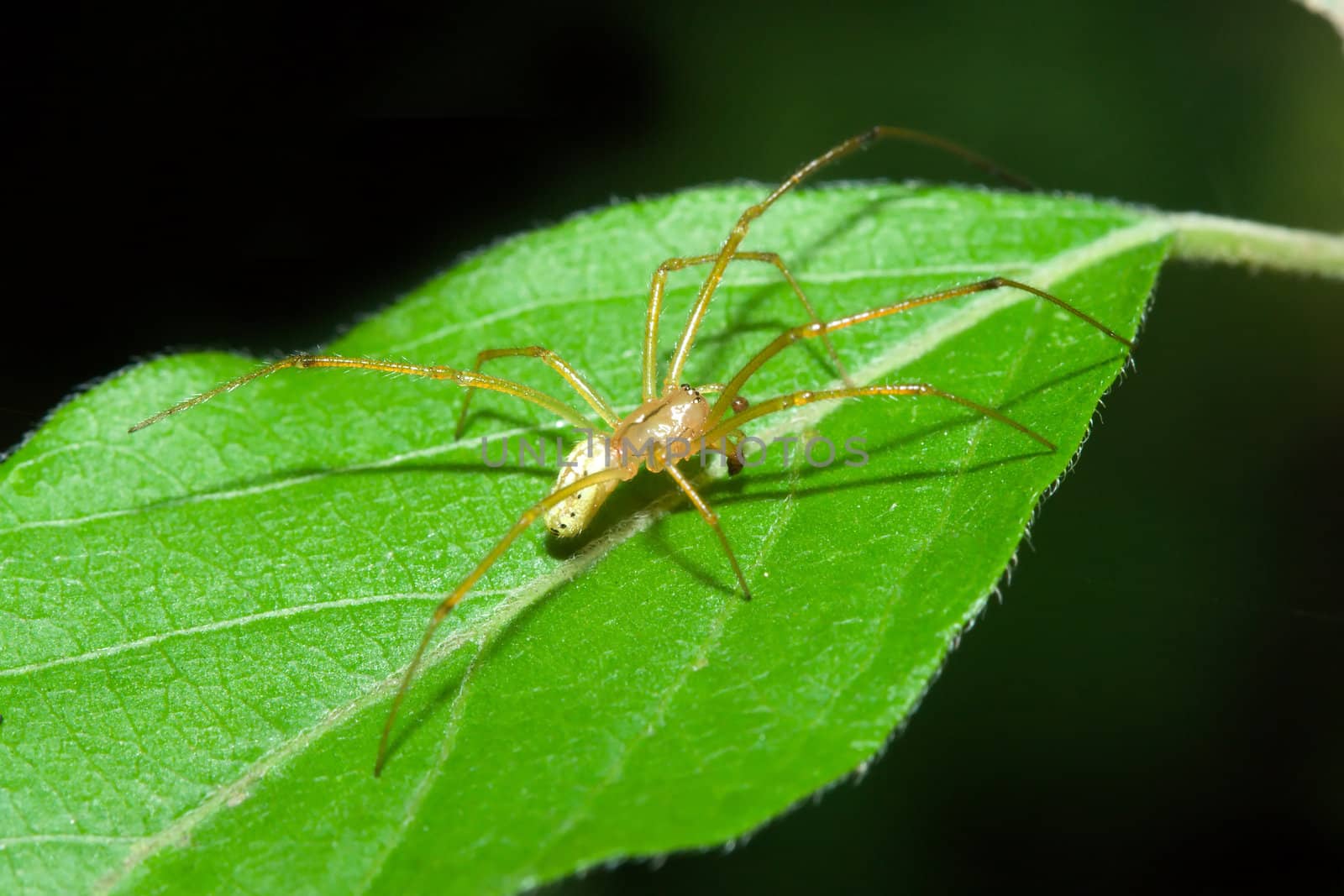 Female Cobweb Spider by Coffee999