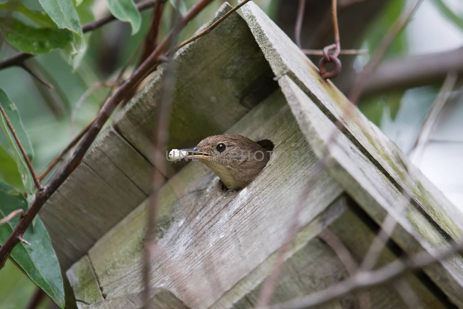 House Wren (Troglodytes aedon) cleaning out it's house.