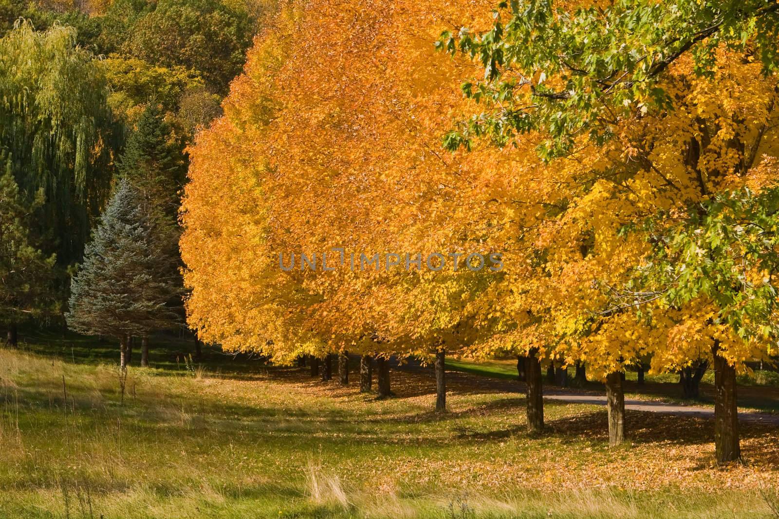 Golden Autumn Tree Colors in the month of October.