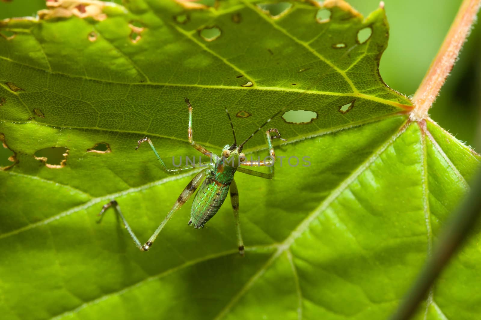 Bush Cricket (Tettigoniidae) by Coffee999