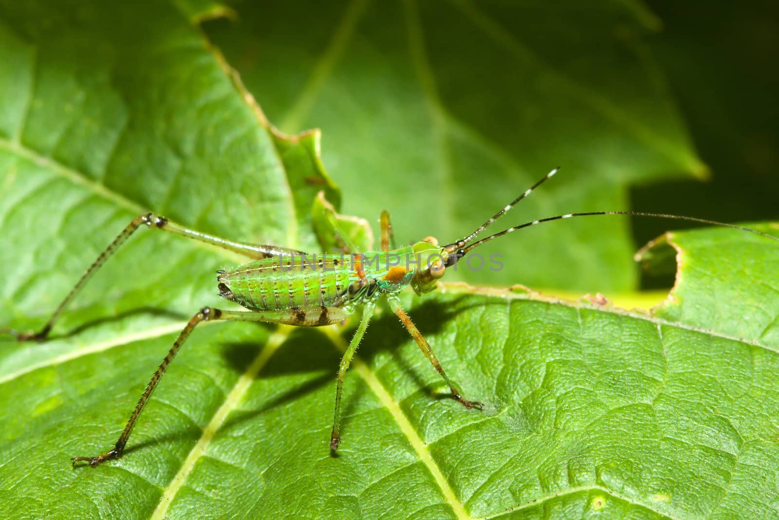 Bush Cricket (Tettigoniidae) crawling across a leaf.