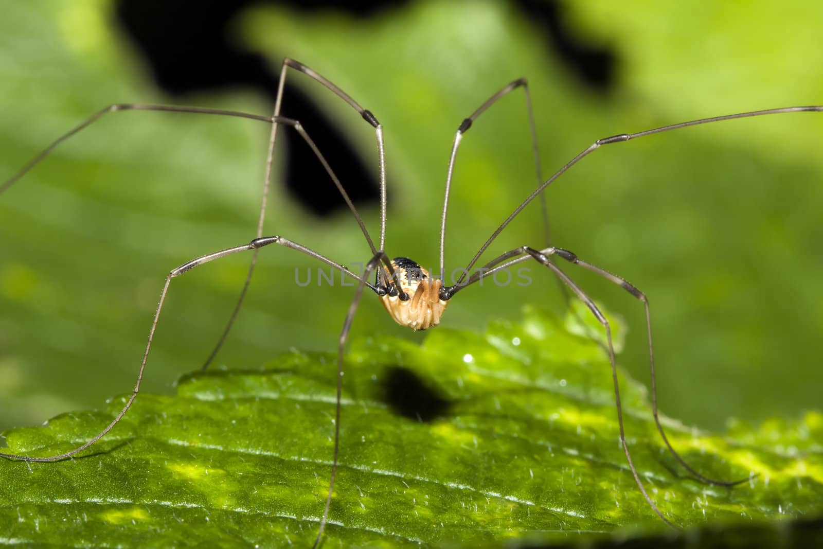 Harvestman or Daddy Long Legs standing on a leaf.